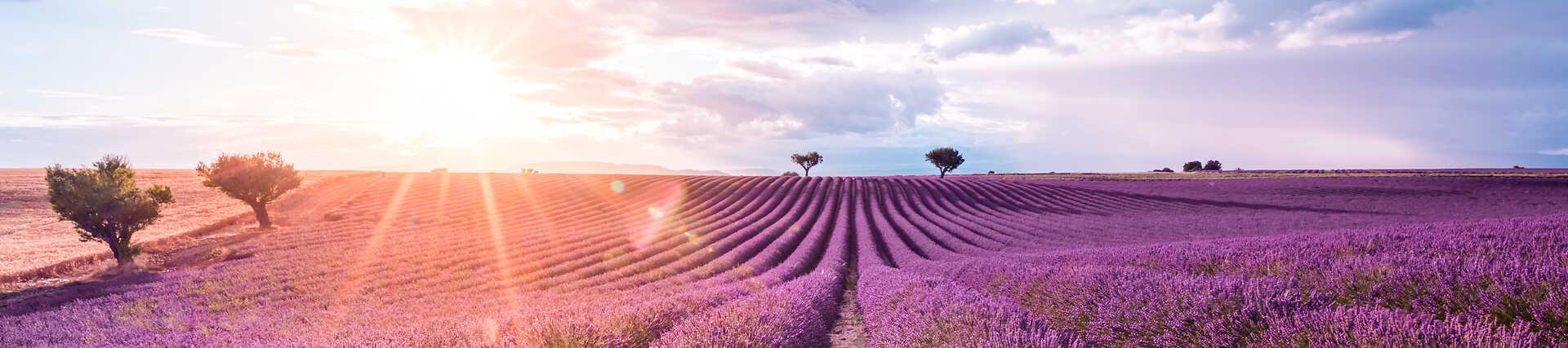 Südfrankreich: Landschaft der Provence mit Bäumen und blauem Himmel.
