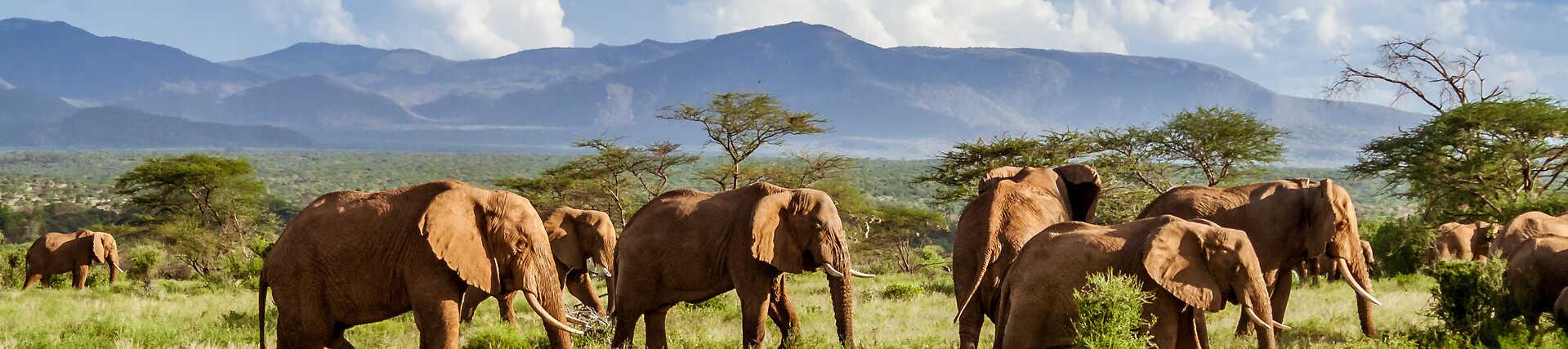 Elefanten-Safari in Südafrika: Drei Elefanten gehen durch die Savanne.