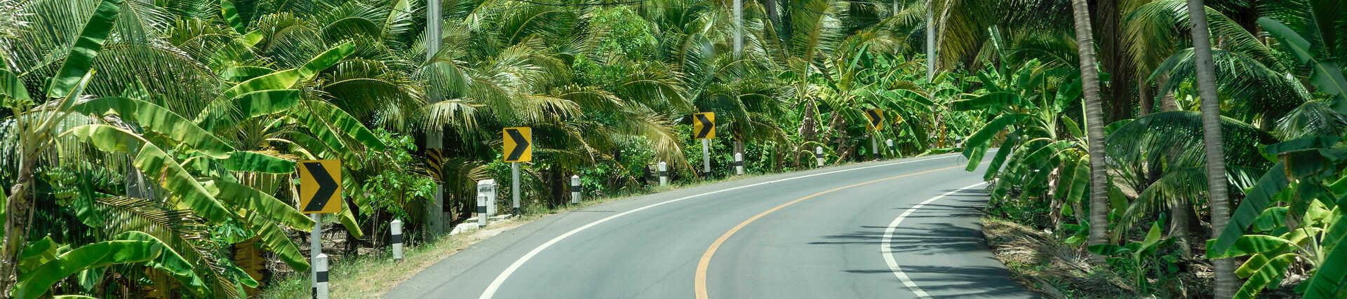 Palmenallee in Thailand. Sonnenbeschienene Straße von Palmen gesäumt.