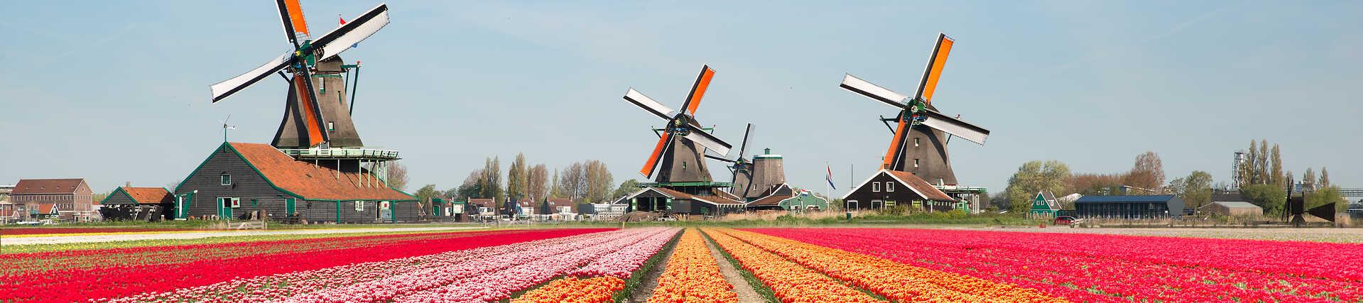 Panorama von traditionellen holländischen Windmühlen (darunter die Farbmühle De Kat) am Flussufer in Zaanse Schans, umgeben von leuchtend roten und orangefarbenen Tulpenfeldern im Frühling.