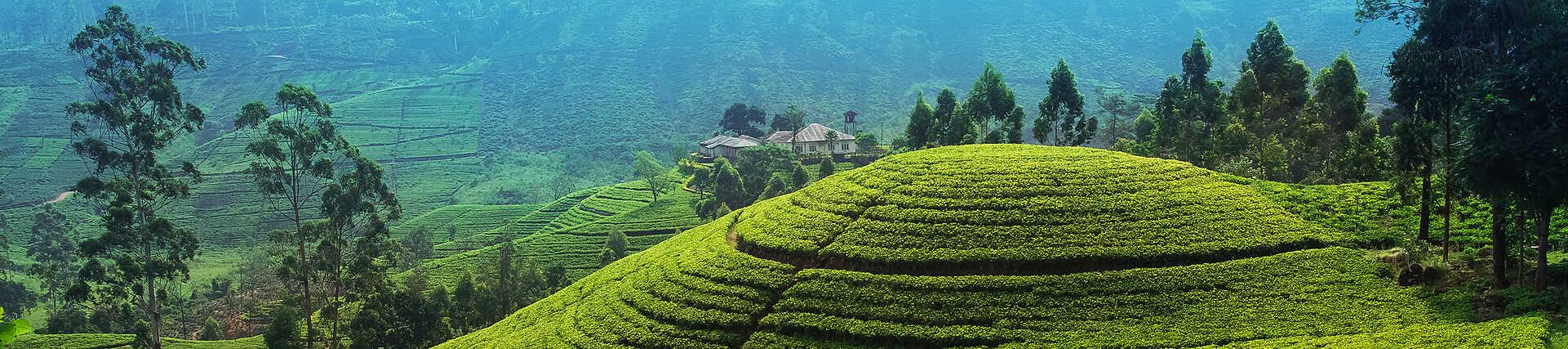 Panorama-Luftaufnahme von üppig grünen, terrassierten Teeplantagen, die sich über die rollenden Hügel im zentralen Hochland Sri Lankas erstrecken.
