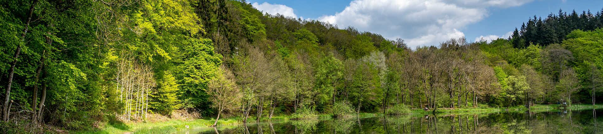 Holzmaar in der Eifel: Ein tiefer, forschungsreicher Maarsee in Rheinland-Pfalz, Deutschland.