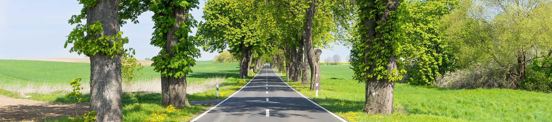 Roadtrip durch Ostdeutschland: Straße und grüne Felder unter blauem Himmel.