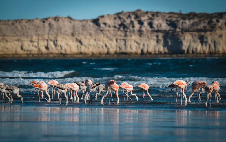 Flamingos auf der Halbinsel "Peninsula Valdes" in Argentinien