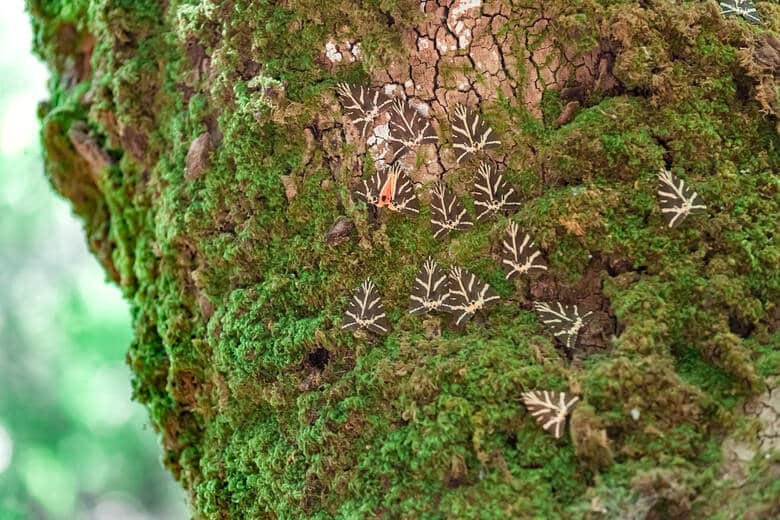 Schmetterlinge auf einem Baumstamm auf Rhodos