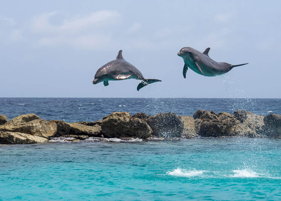 Delfine in Südafrika