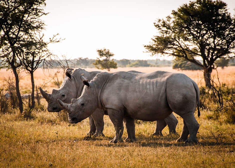 Nashörner in einem Nationalpark in Südafrika