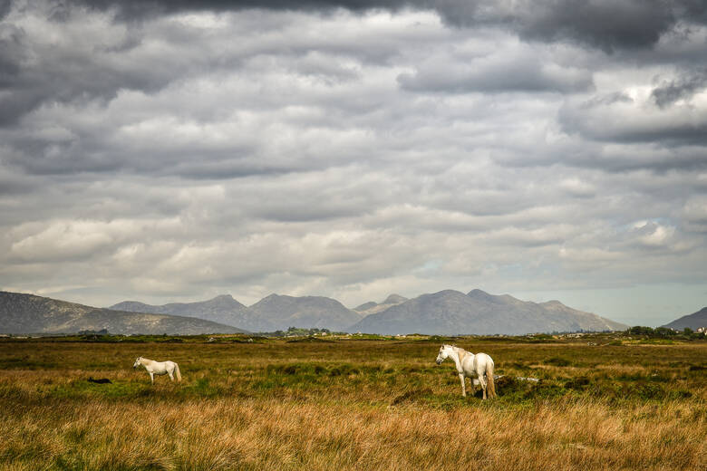 Connemara-Ponys in der freien Natur in Irland 