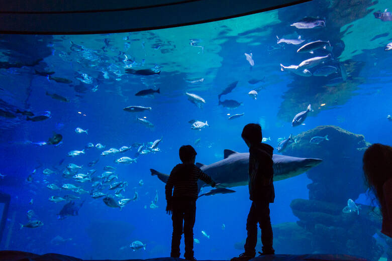 Kinder schauen sich Fische im Palma Aquarium auf Mallorca an