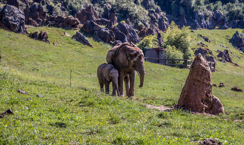 Elefanten im Cabárceno Park in Spanien