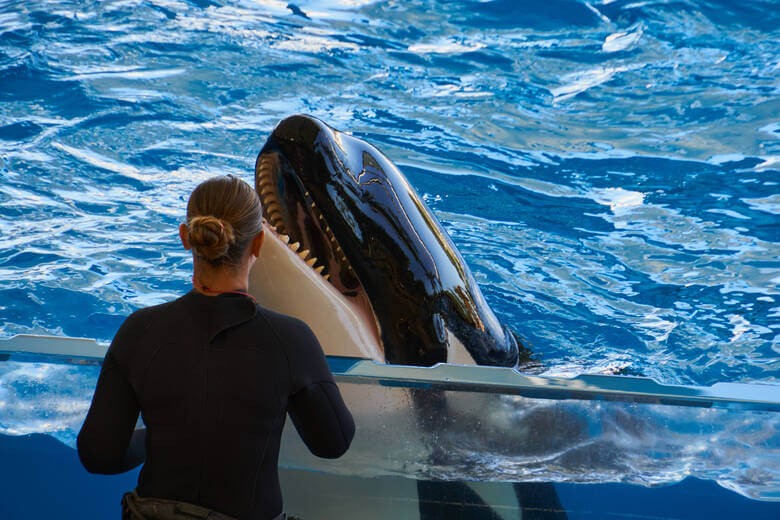 Frau kümmert sich um einen Orca in einem Tierpark