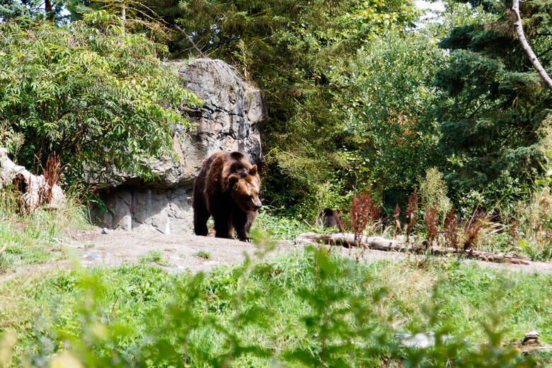 Braunbär im Zoo von Seattle