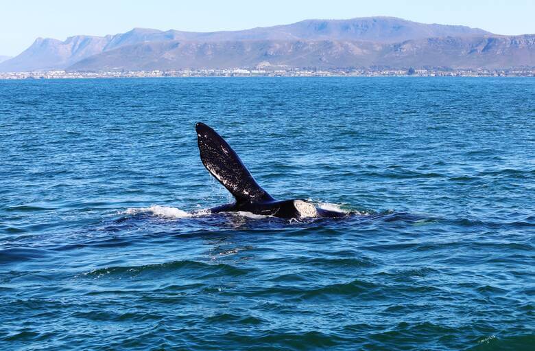 Wal in Südafrika