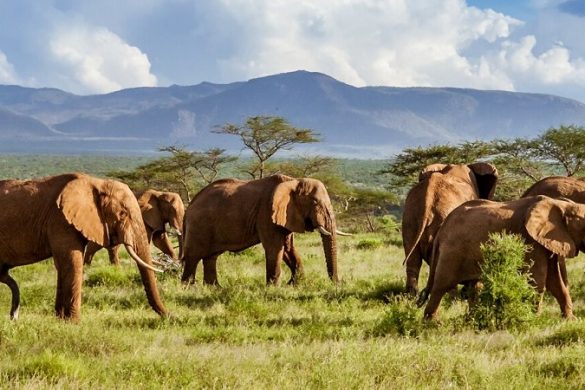 Selbstfahrer Safari in Südafrikas Süden