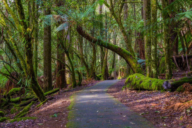 Regenwald im Mount Field National Park in Tasmanien