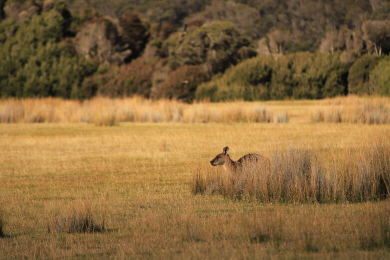 Känguru in einem Nationalpark in Tasmanien