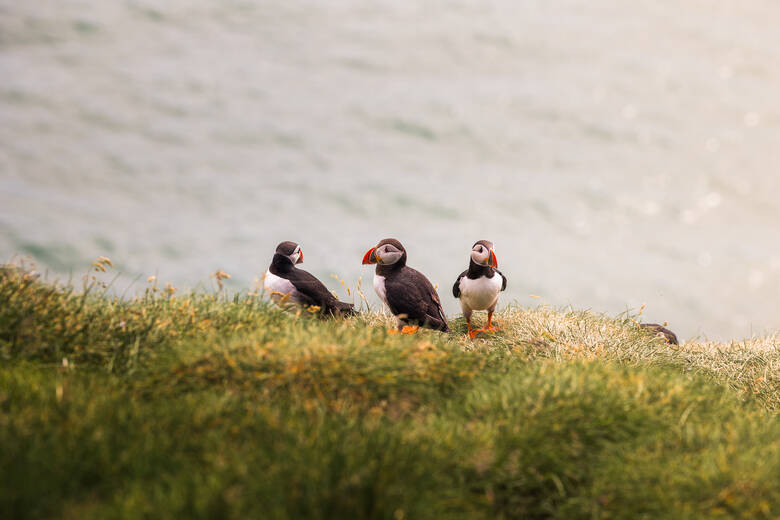 Papageientaucher tummeln sich am Wasser in Island