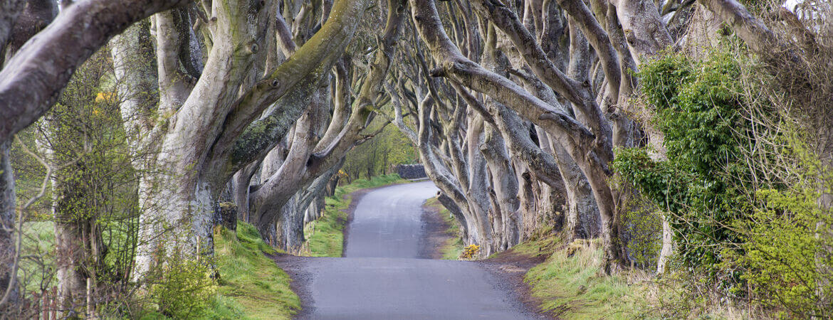 Allee in Nordirland mit alten, knorrigen Bäumen