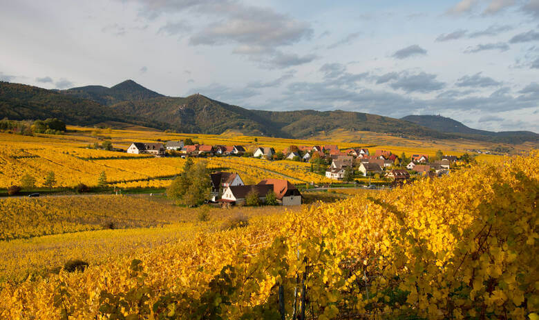 Weinberge im Herbst im Elsass 