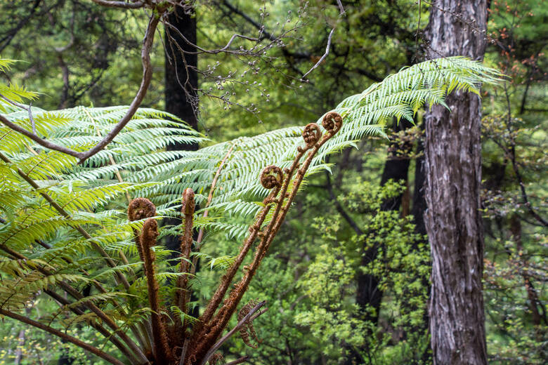 Farn in einem Wald in Neuseeland