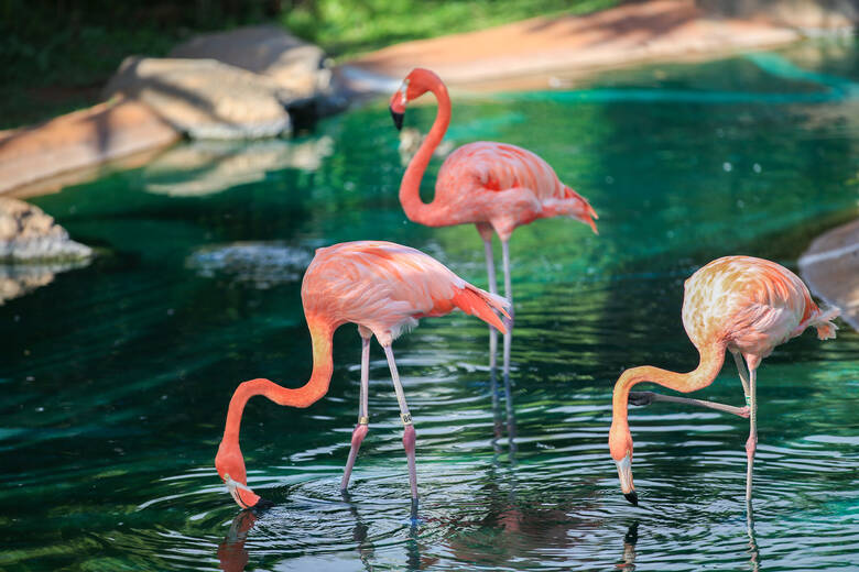 Flamingos in einem Wasserloch