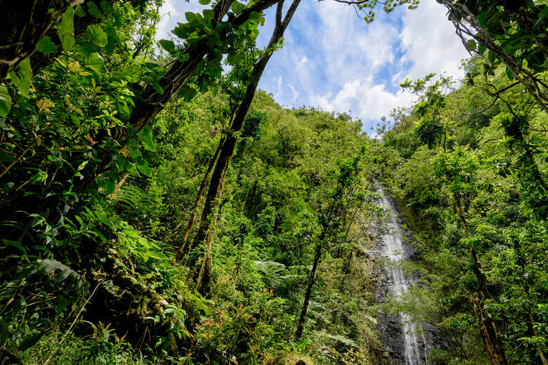 Die 46 Meter hohen Manoa Falls auf Hawaii