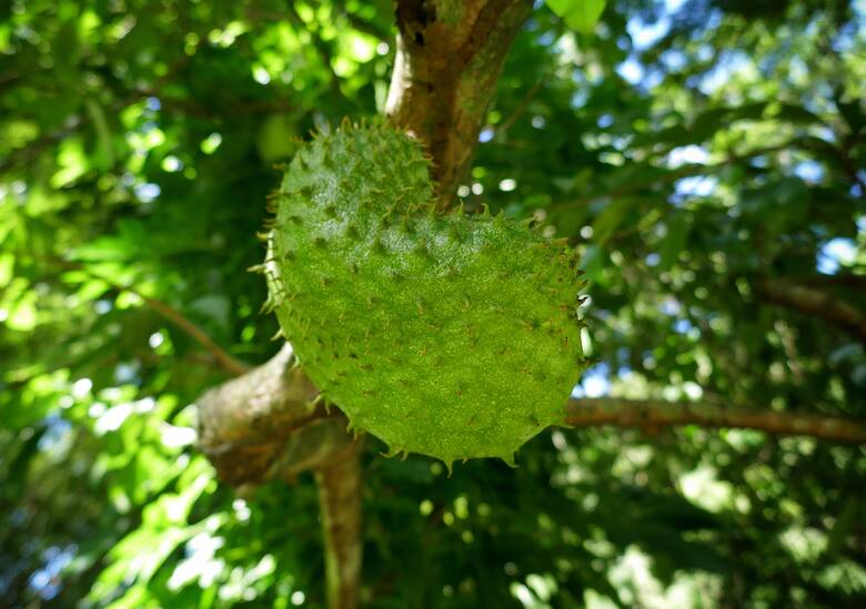 Brasilianische Frucht pawpaw in der Karibik