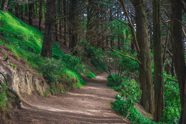 Waldweg in Neuseeland 