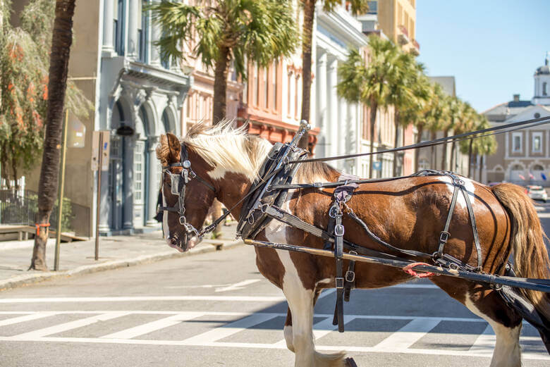 Pferd zieht eine Kutsche in der Stadt Charleston in South Carolina
