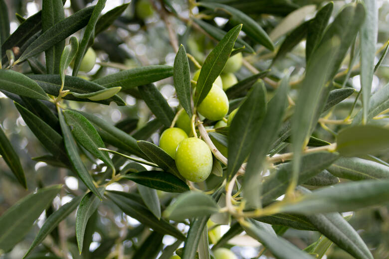 Oliven hängen an einem Baum