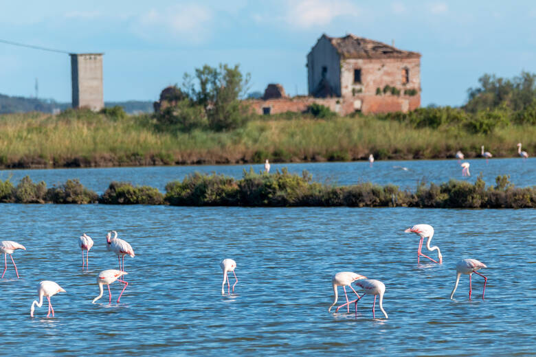 Rosa Flamingos im Naturpark Delta del Po