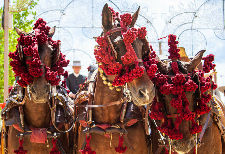 Geschmückte Pferde während einem Event in Jerez de la Frontera 