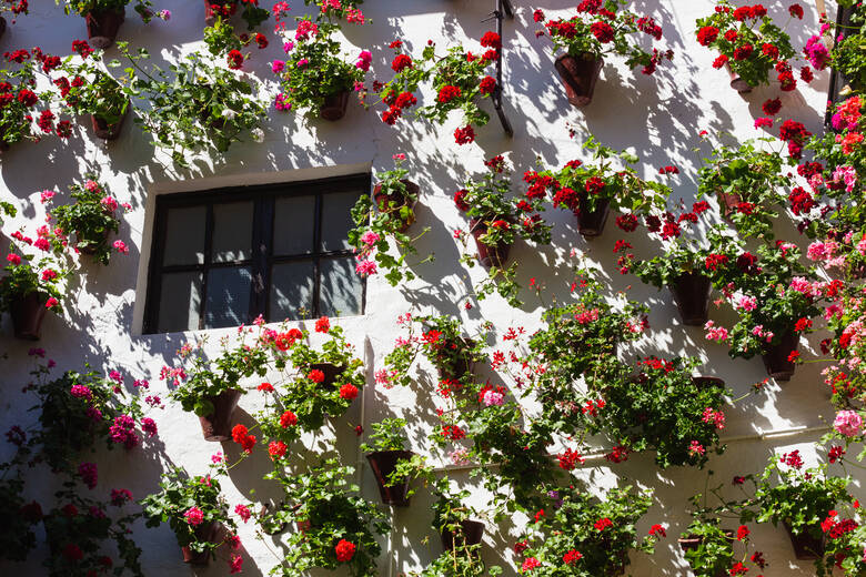 Blumen in einem spanischen Hinterhof