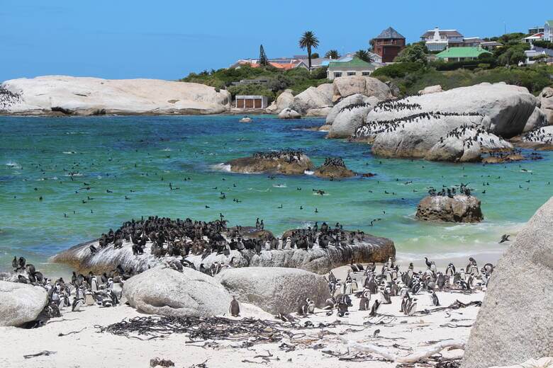 Pinguine in Simons Town in Südafrika
