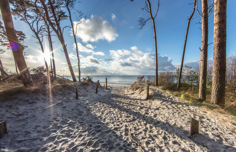 Der Darßwald an der Ostsee führt direkt zum Meer