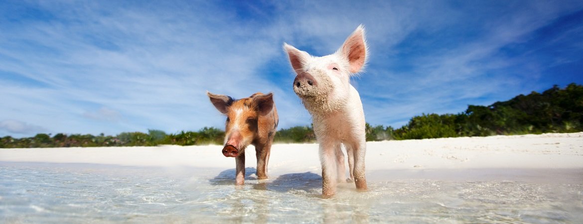 Schweine am Strand auf den Bahamas