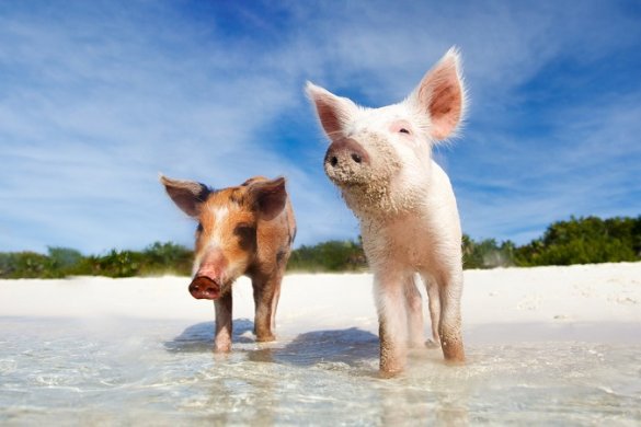 Schwimmende Schweine: das tierische Highlight der Bahamas