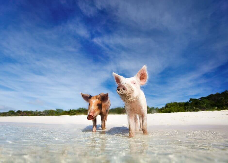 schweine_bahamas_61524281