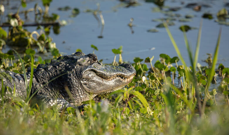 Alligator in den Everglades