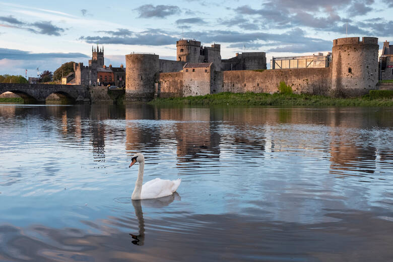 Schwan vor dem King John's castle in Irland 