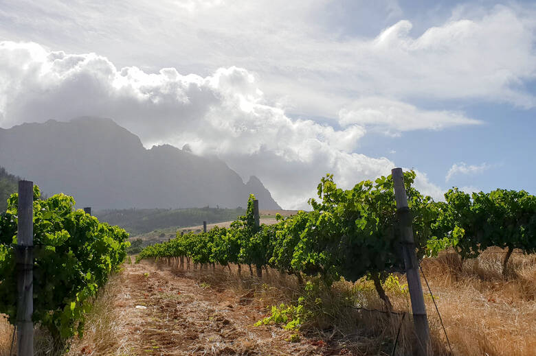 Weinreben in Südafrika