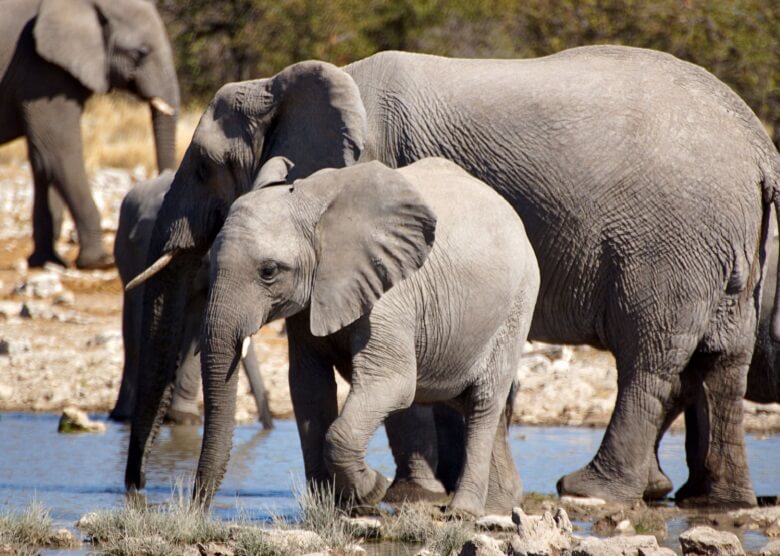 Elefanten in Namibia