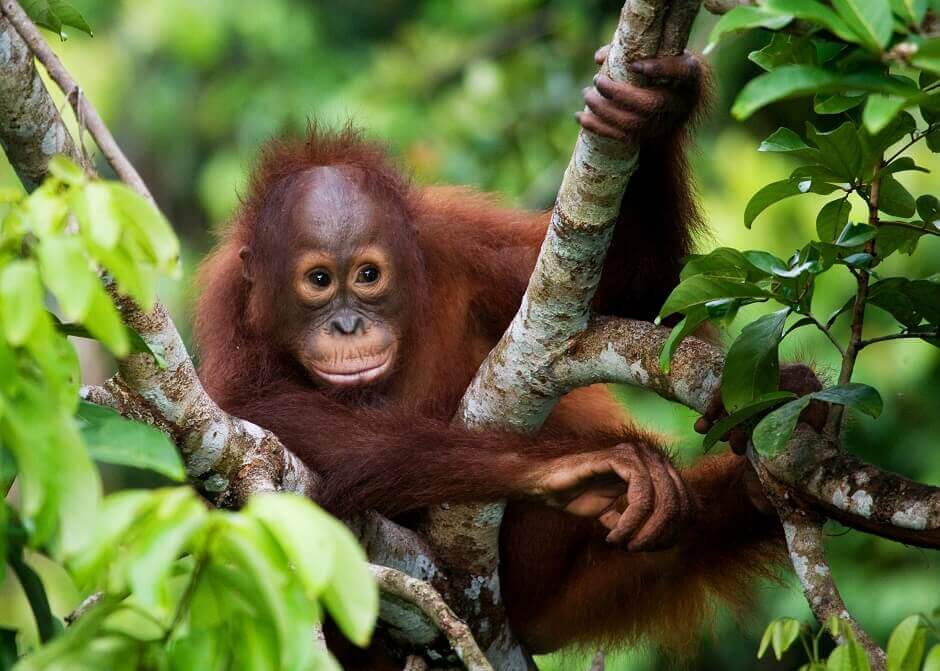 Orang Utan auf Borneo