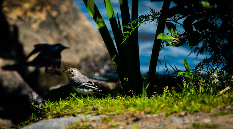 Vogel in Naturschutzgebiet in Schweden