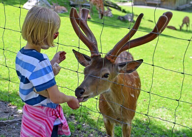Mädchen füttert Tier im Wildpark