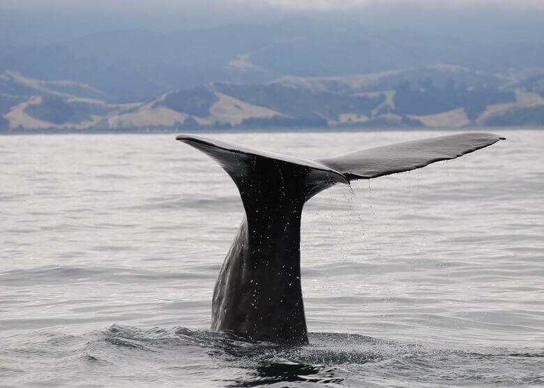 Whale Watching in Neuseeland