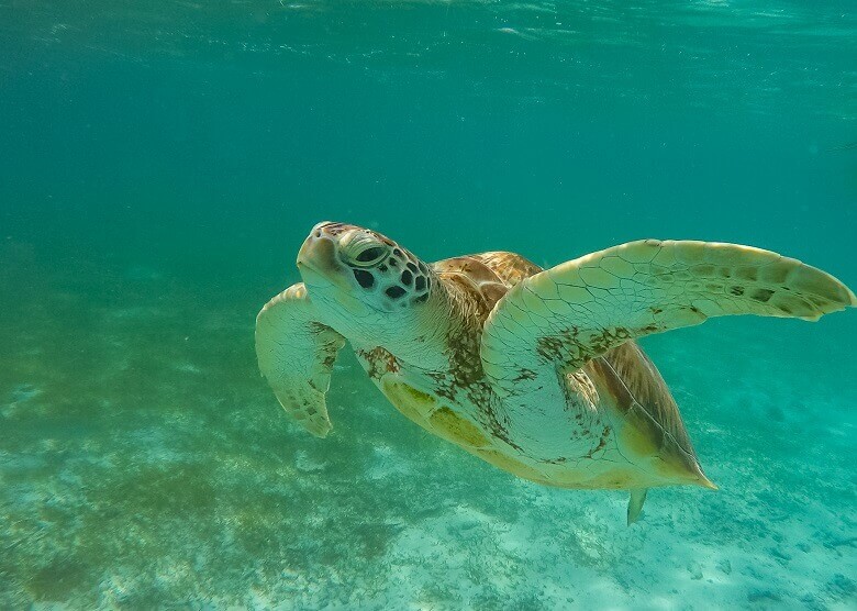 Schildkröte im Wasser