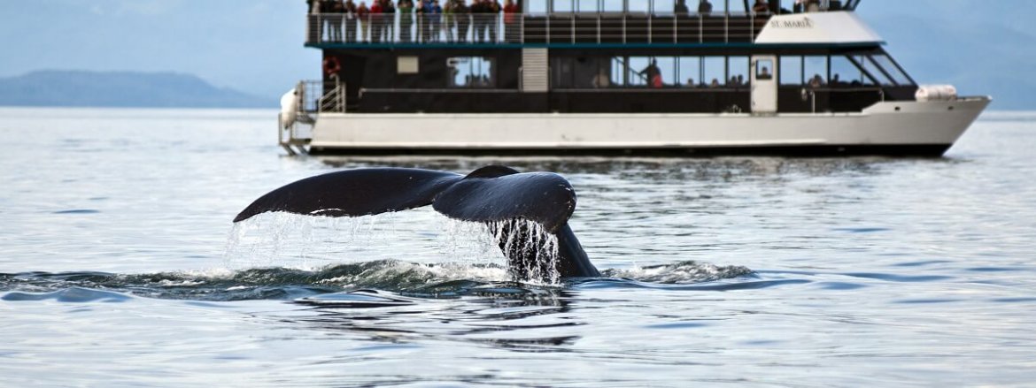 Whale Watching in Alaska