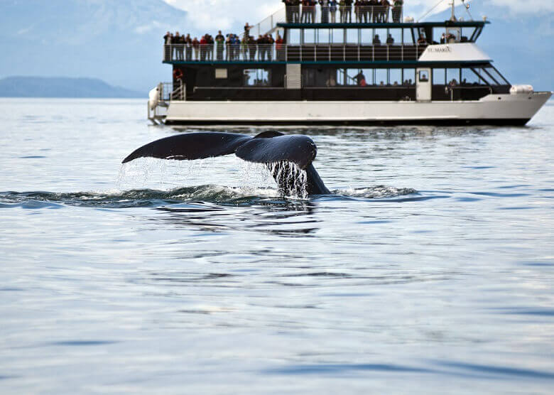 Whale Watching in Alaska