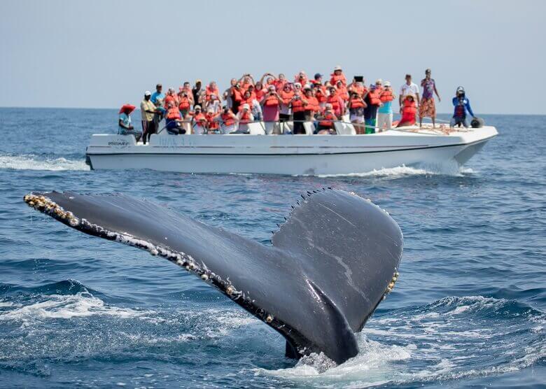 Whale Watching in der Dominikanischen Republik